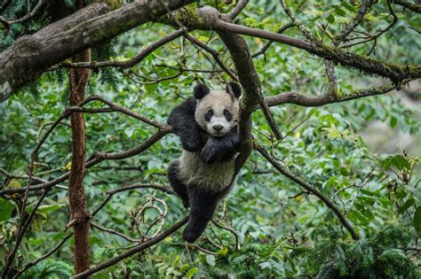 Pandas Get to Know Their Wild Side | Panda day, Panda images, Giant panda