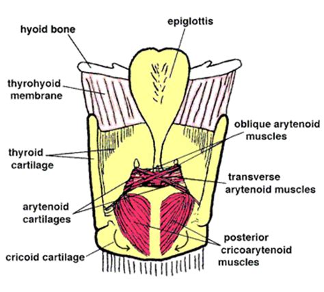 Anatomy | Medical School