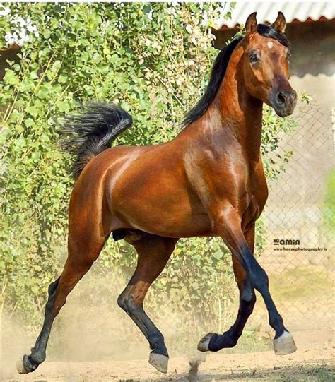 Persian Asil horse | Beautiful horses, Horses, Horse breeds