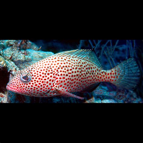 Find the best Strawberry Groupers for sale at LAX Aquarium – LAXAquarium