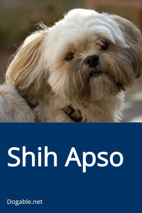 shih apso dog sitting in front of a blue sign with the words shih apso on it