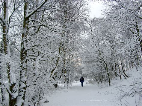 A winter walk. Take A Break, Take That, Winter Walk, Ways To Relax ...