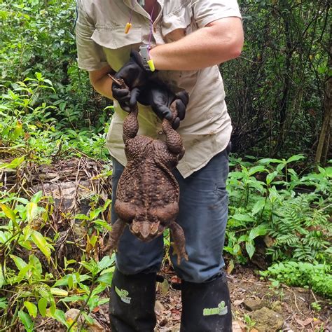 Hallan en Australia un "monstruoso" sapo gigante de 2,7 kilos