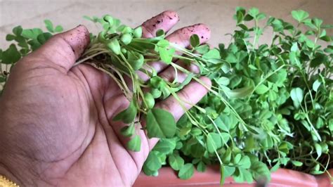 Harvesting Methi / Fenugreek Plant - YouTube