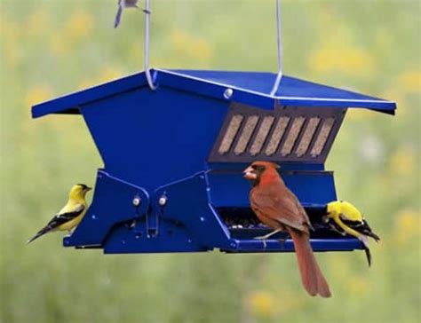 12 Tips for Squirrel-Proof Bird Feeders | Feeding Birds