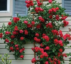 23 Best Red Climbing Roses ideas | red climbing roses, climbing roses ...