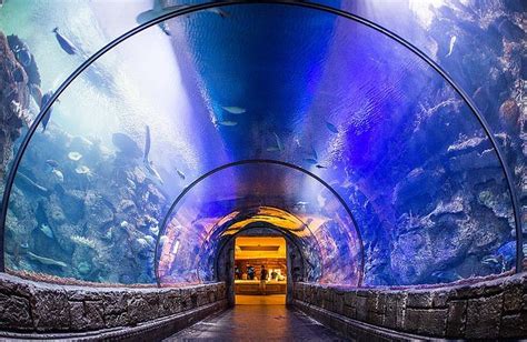 SHARK REEF AQUARIUM (Las Vegas) - 2023 What to Know BEFORE You Go