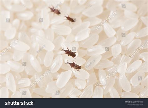 Grain Weevil Stock Photos and Pictures - 1,335 Images | Shutterstock