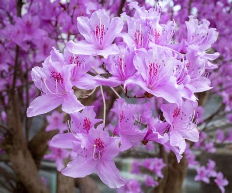 When to fertilize azaleas: expert tips for healthy plants | Homes & Gardens