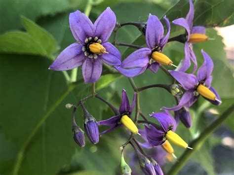 Wisconsin Wildflower | Bittersweet Nightshade | Solanum dulcamara