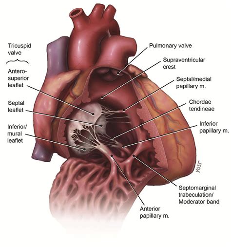 Anatomical features of the right ventricle demonstrating the internal ...