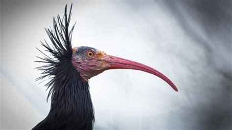 BBC - Earth - This weird bird may have been the first protected species