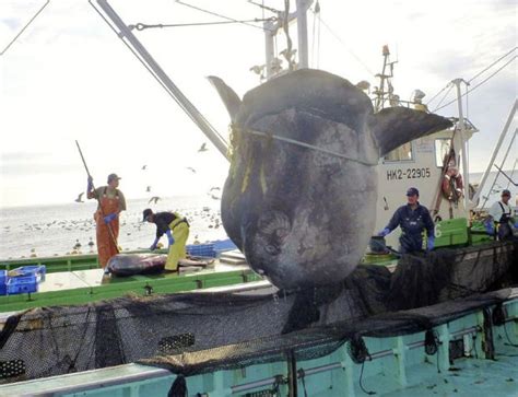 Giant sunfish caught off Hokkaido | Inquirer News