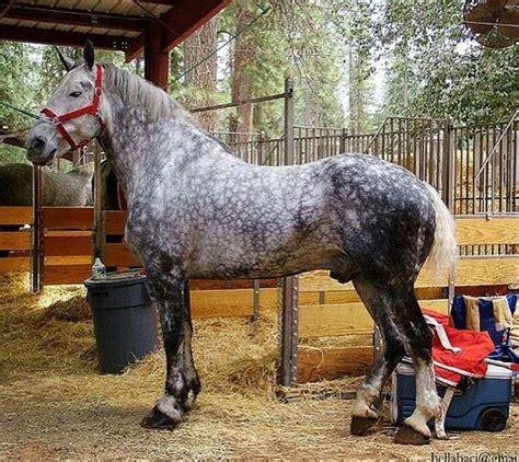 Draft Horse Classic at the Nevada County Fairgrounds in Grass Valley, California. | Horses ...