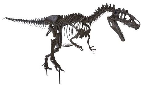 Allosaurus sp. BIG AL TWO Skeleton – Display Replica – Black Hills Institute