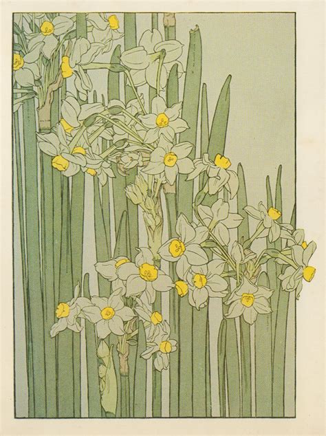 Narcissus Flower Study in the Art Nouveau Style Artist probably J Foord. Research ongoing | Art ...