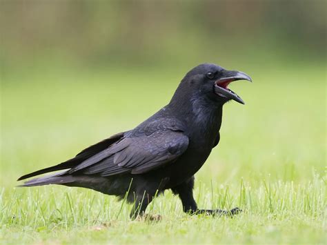 What Do Ravens Eat? (Common Raven Diet) | Birdfact