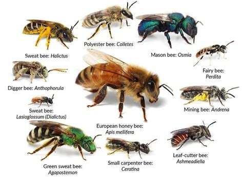 North American bee species | Types of bees, Honey bee farming, Bee