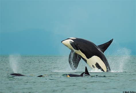 Orca Pod Breaching