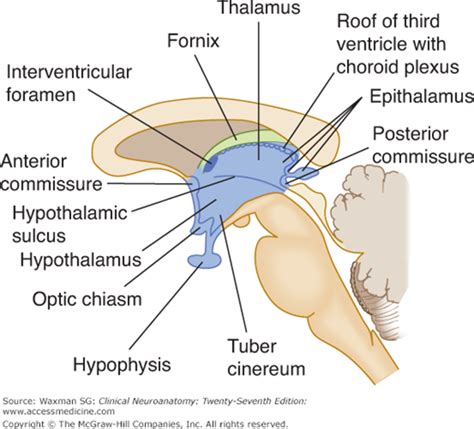 Epithalamus Diagram