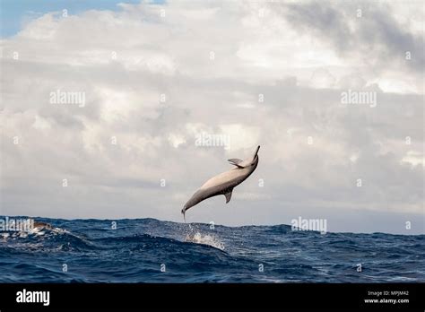 Spinner dolphin jumping hi-res stock photography and images - Alamy