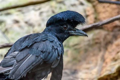 Umbrella Bird Facts