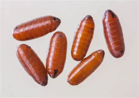 Are Fly Larvae a Good Source of Protein? - pestwhisperer.com