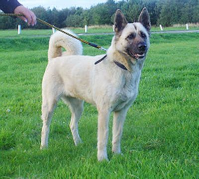 Akita Shepherd (Akita x German Shepherd Mix), Temperament, Puppies, Pictures