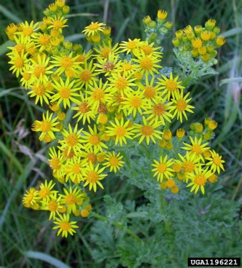 Tansy Ragwort - Montana Weed Control Association