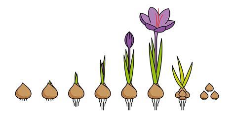 Crocus sativus bulbs — Buy Saffron Crocus corms online at Farmer Gracy UK