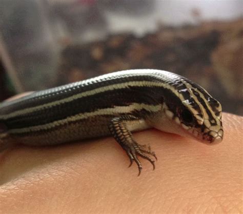 Laura's Room: Japanese five-lined skink