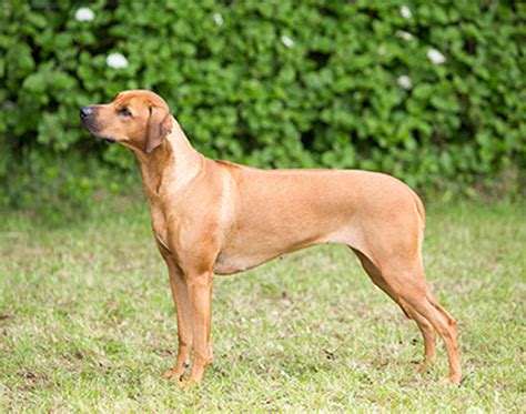 How Much Exercise Does A Rhodesian Ridgeback Need