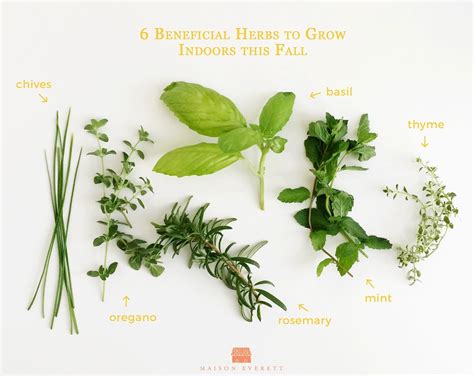 6 Beneficial Herbs to Grow Indoors this Fall