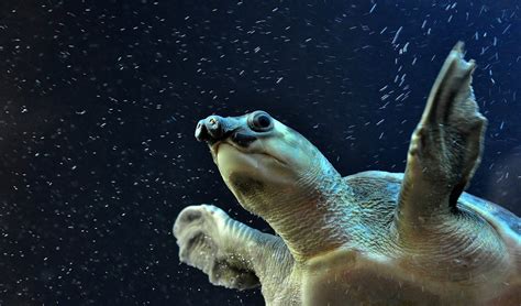 Australia’s living fossils - Australian Geographic