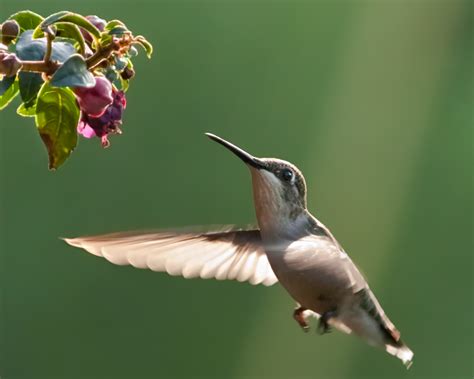 ACravan: Ornicopia 11: Are hummingbirds the only birds that fly backward?