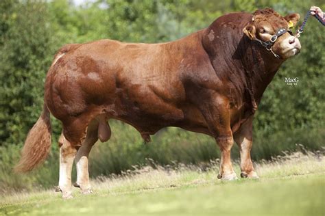 Pin by Pinner on Estonian #1 Cattle Breeds | Bucking bulls, Cattle ranching, Bull cow