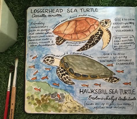 Sea Turtle Conservation — Creature Conserve