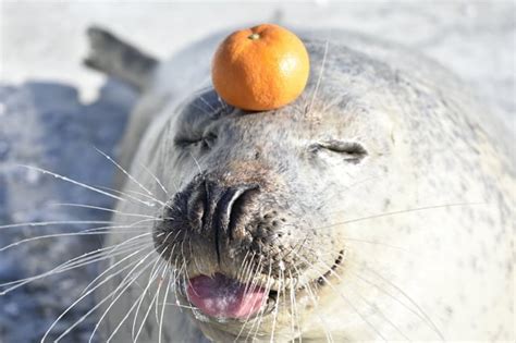 Hooded seal pup : seals