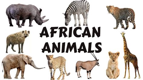 African Animals Names for Kids to Learn | Learning African Animal Names ...