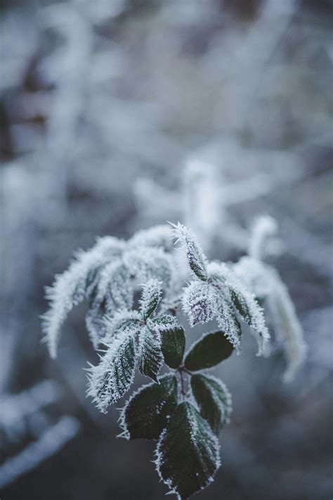 Macro Photography of Branch With Snow · Free Stock Photo