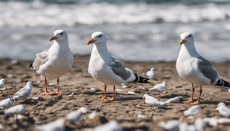 Four facts about seagulls that will make you love these relentless chip ...