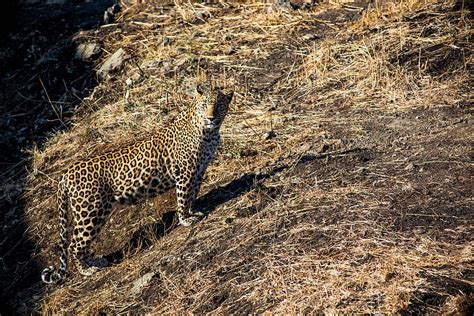 HD wallpaper: leopard, tiger, wildlife, travel, wild animal, india, forest | Wallpaper Flare