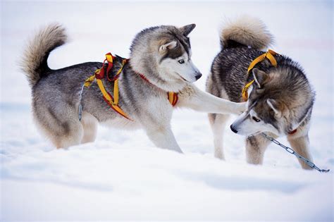 Sled Dog Love - Alaska Magazine