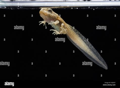 Tadpole with legs hi-res stock photography and images - Alamy