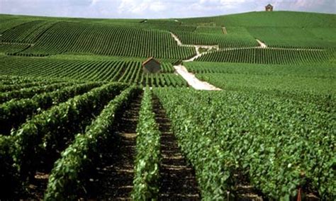 Champagne wine route: top 10 guide | Travel | theguardian.com