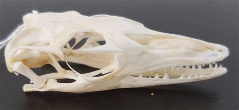 Monitor Lizard Skull - Varanus rudicollis - 7 cm - Catawiki