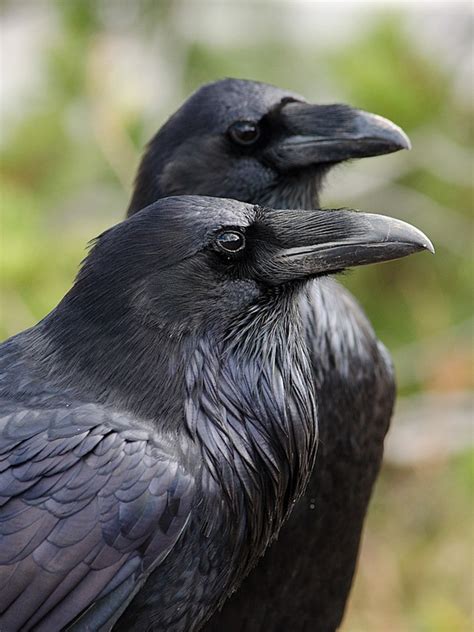 Common Raven | Audubon Field Guide