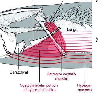 A series of frames from an X-ray video and XROMM animation of a... | Download Scientific Diagram