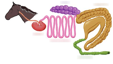 Pseudo-Ruminant (Hindgut Fermenters) Digestive System Diagram | Quizlet