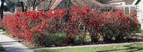 Pin by Ria Kruger on Gardening | Flowering quince, Winter garden, Garden inspiration